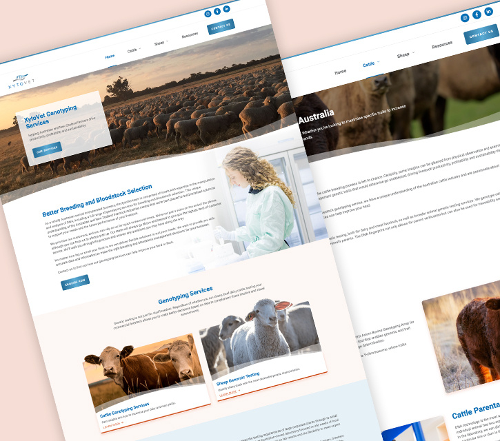 Xytovet - Driving site traffic with digital strategy
