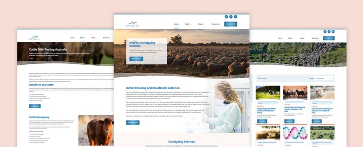 XytoVet - Driving site traffic with digital strategy